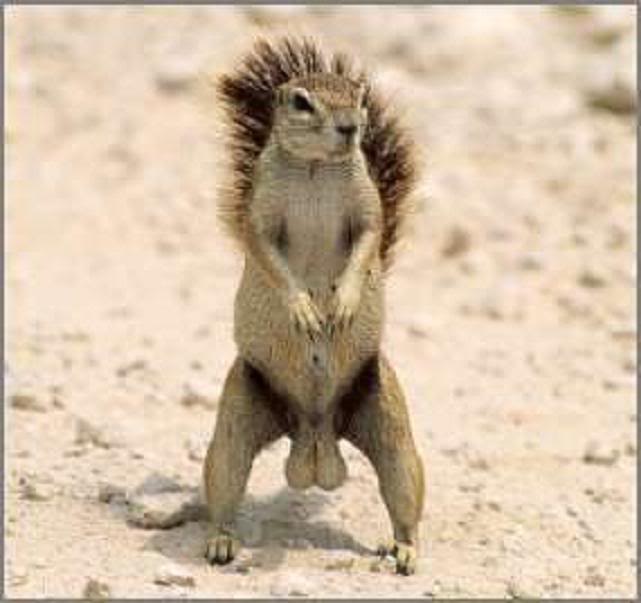squirrel-nuts-1.jpg